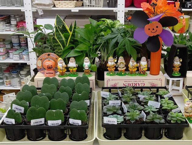 『ハローウィン商材入荷』!! 人気の観葉植物も好評販売中の外観